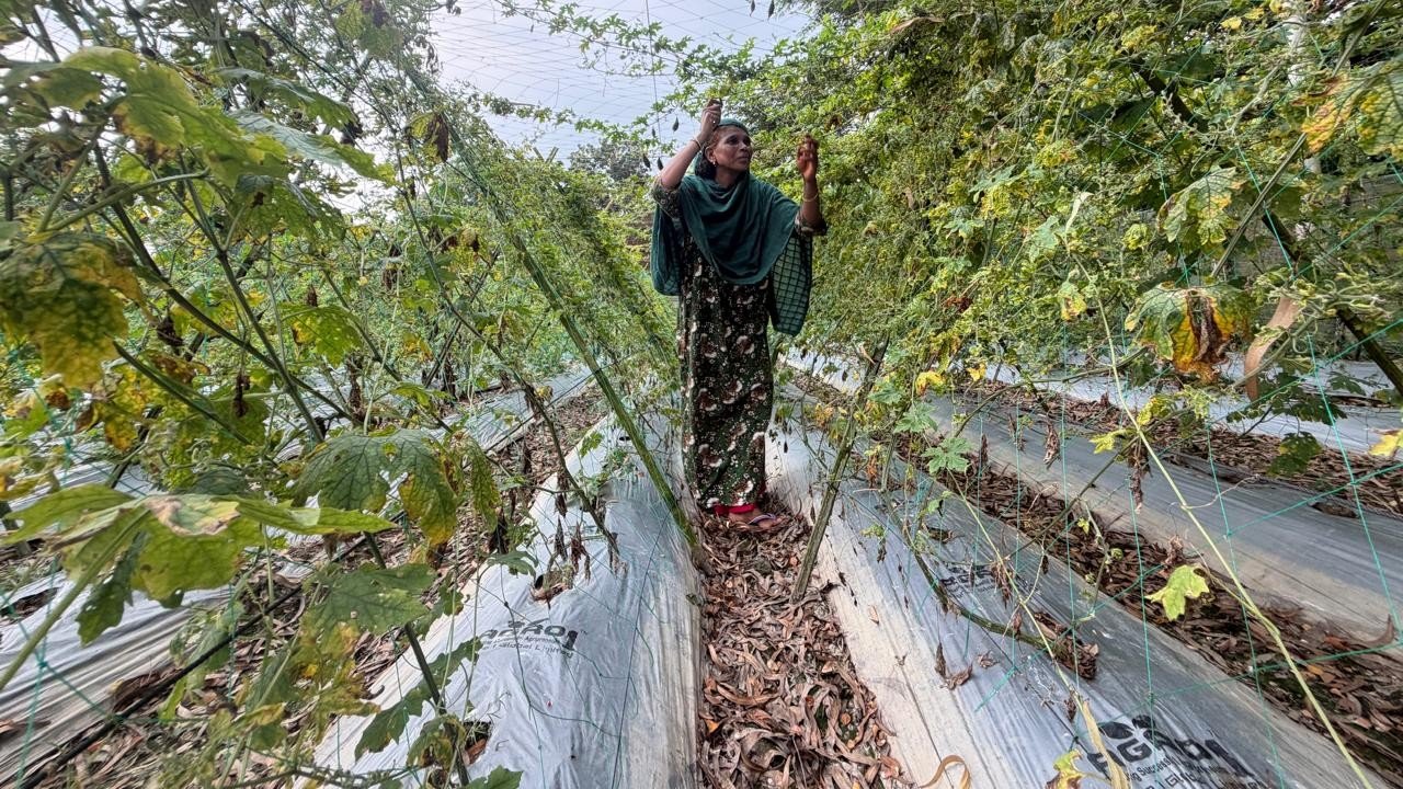 Agricultural resilience in Muksudpur