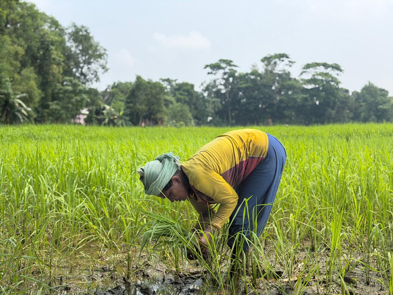 Farmer planting seedlings in the field