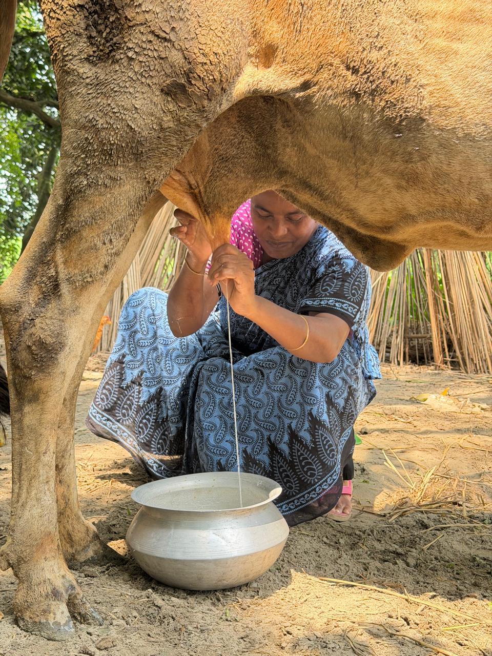 Woman managing dairy and livestock in Muksudpur